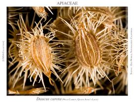   Fruits:   Daucus carota ; Photo by J. Macdonald, RSABG
